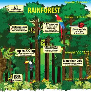 The Magical Rainforest | Pitara Kids' Network