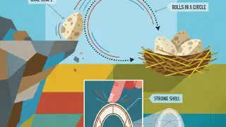 Illustration for Why are Eggs Oval?
